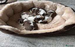 Cocker Spaniel dogs for sale: 🩷Stunning chocolate sable roan show type cocker🩷 - Advert 22