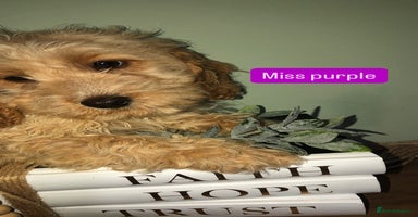 Cockapoo dogs - Advert 11
