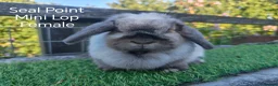 Mini Lop rabbits for sale: Various Adult Mini Lops  - Advert 3