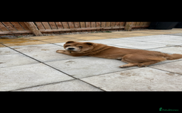 Chow Chow dogs for sale: Beautiful chow chow  - Image 4