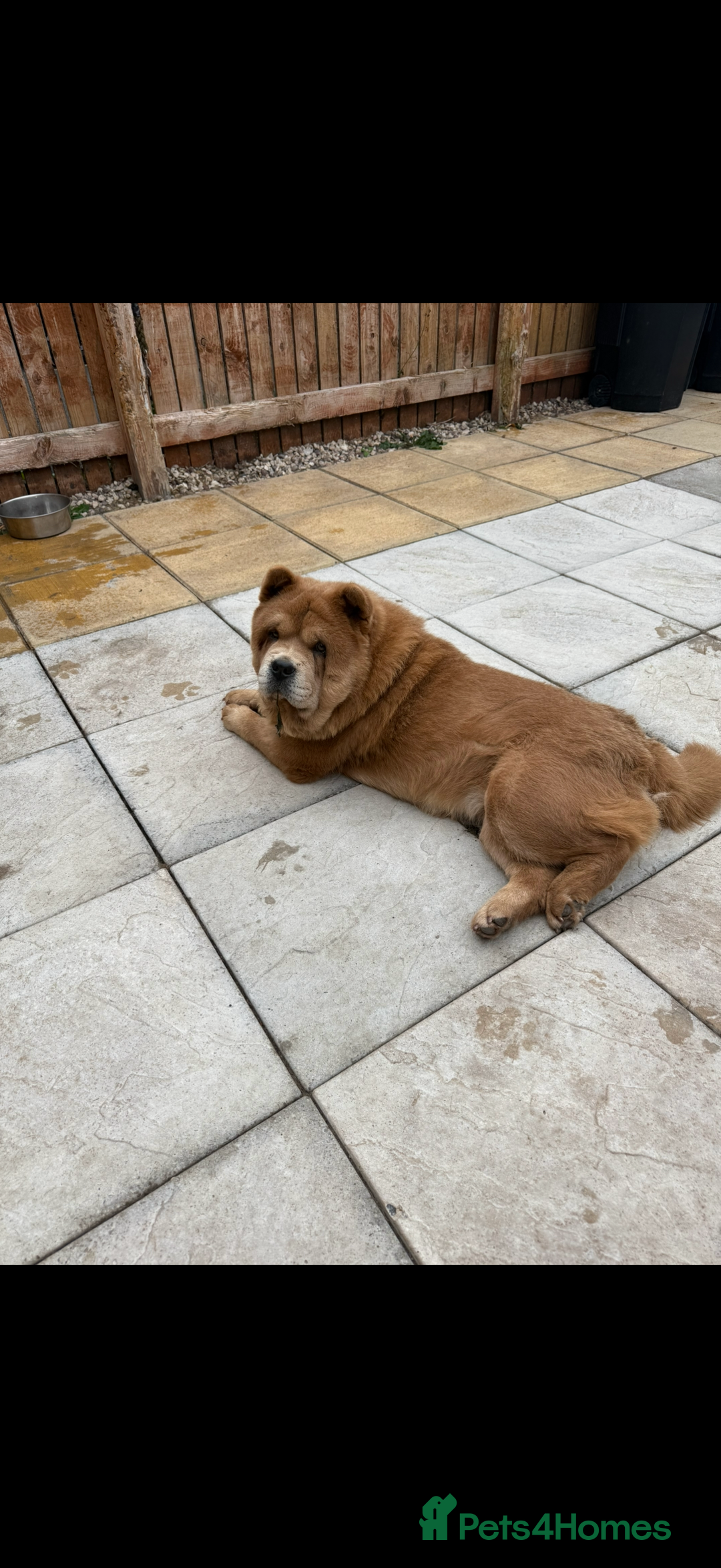 Chow Chow dogs for sale: Beautiful chow chow  - Image 4