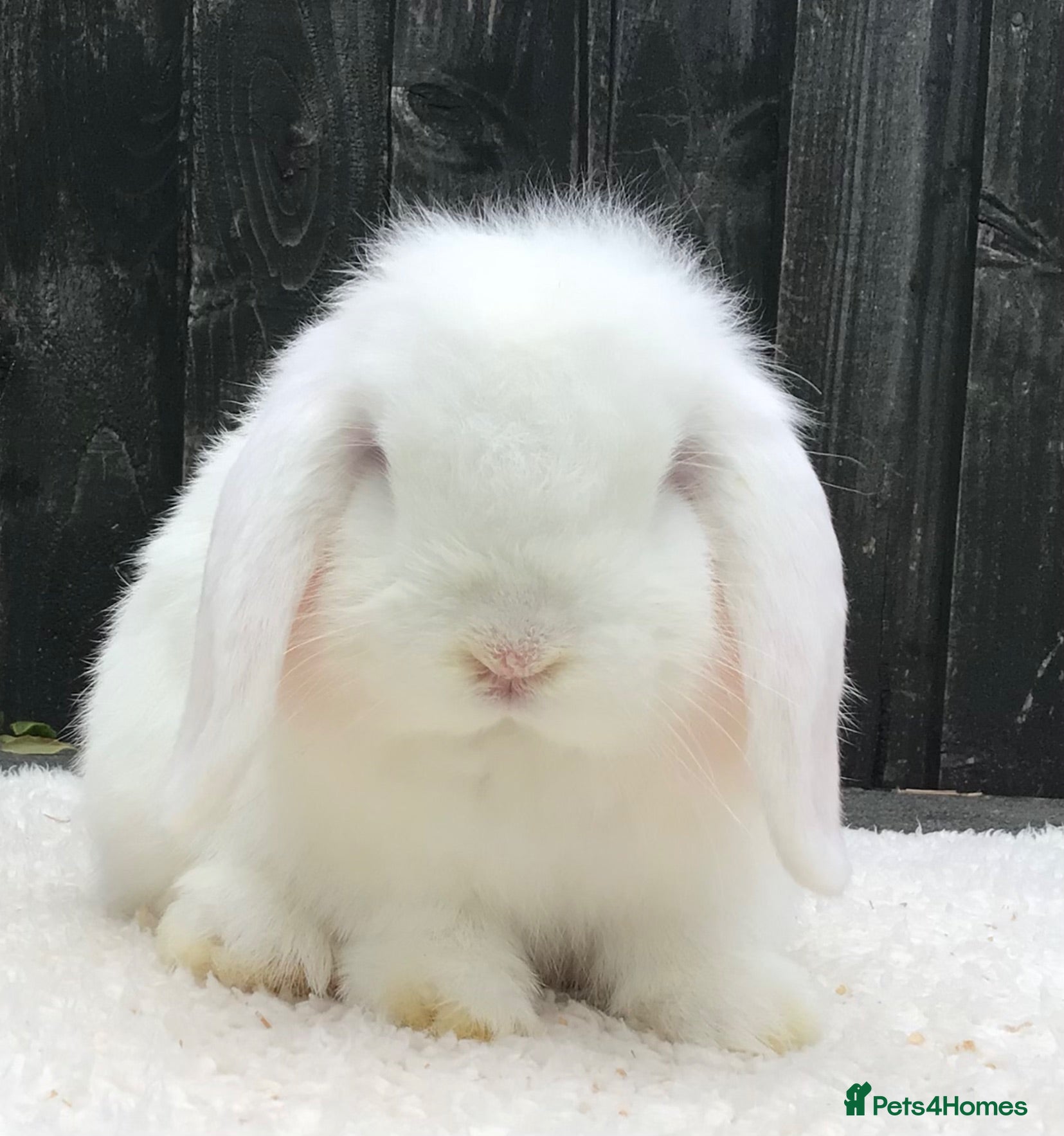 Mini Lop rabbits Mini lop doe - Advert 2