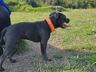 Staffordshire Bull Terrier dogs Champion bloodlines staffordshire bull terrier pup - Advert 1