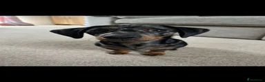 Miniature Dachshund 1