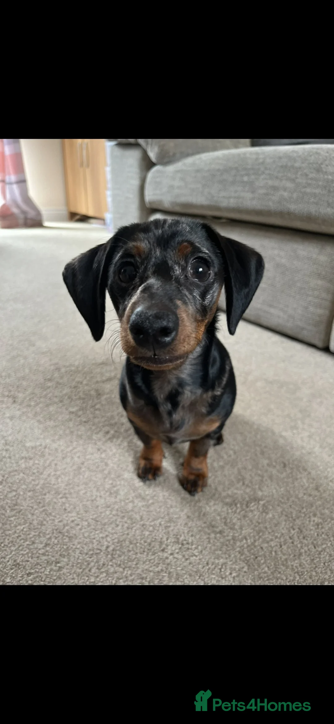 Miniature Dachshund dogs for sale: Two beautiful miniature dachshunds for sale  - Advert 2