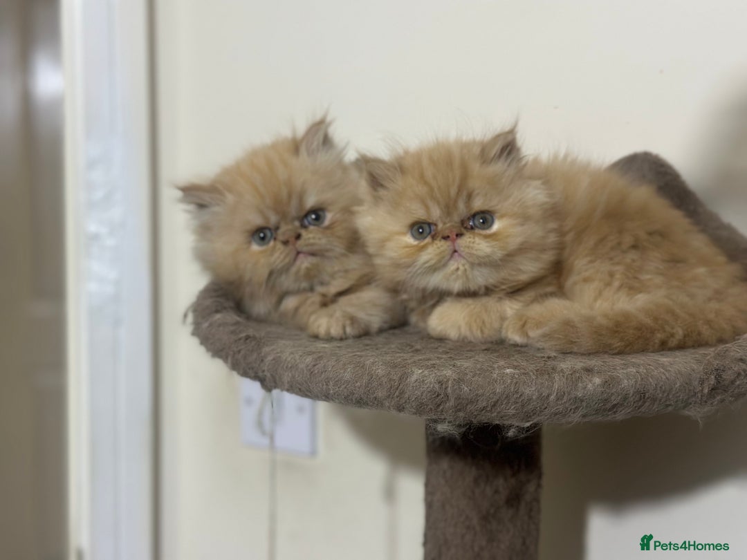 Persian cats for sale: Pedigree Persian Kittens ready to be rehomed - Image 21