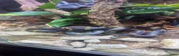 Rat Snake reptiles for sale: Russian rat snake complete with bio-active viv in Coalville - Advert 8