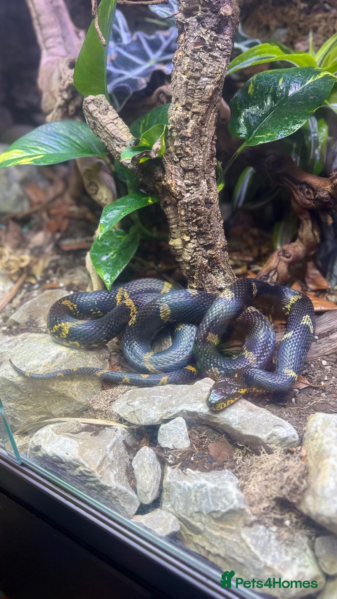 Rat Snake reptiles for sale: Russian rat snake complete with bio-active viv in Coalville - Advert 8