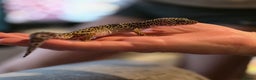 Leopard Gecko reptiles for sale: Leopard gecko and 3ft set up - Advert 2