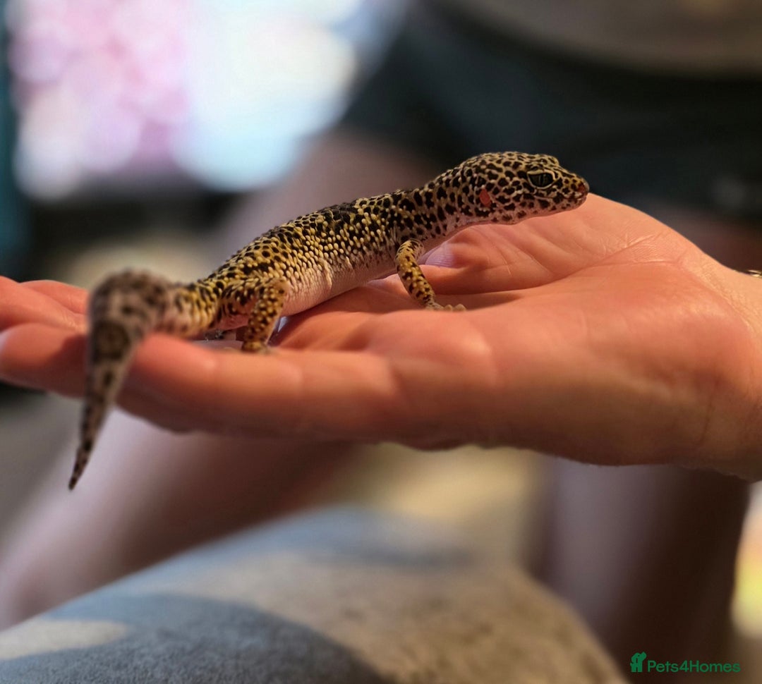 Leopard Gecko reptiles for sale: Leopard gecko and 3ft set up - Advert 2