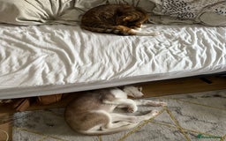 Mixed Breed dogs for sale: Rehoming beautiful husky puppy  - Image 5