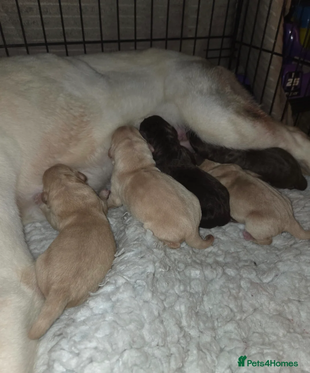 Labrador Retriever dogs for stud: Chocolate Labrador For Stud - Advert 2