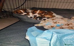 Jack Russell dogs for sale: Jack Russell pups- purebred - Image 2