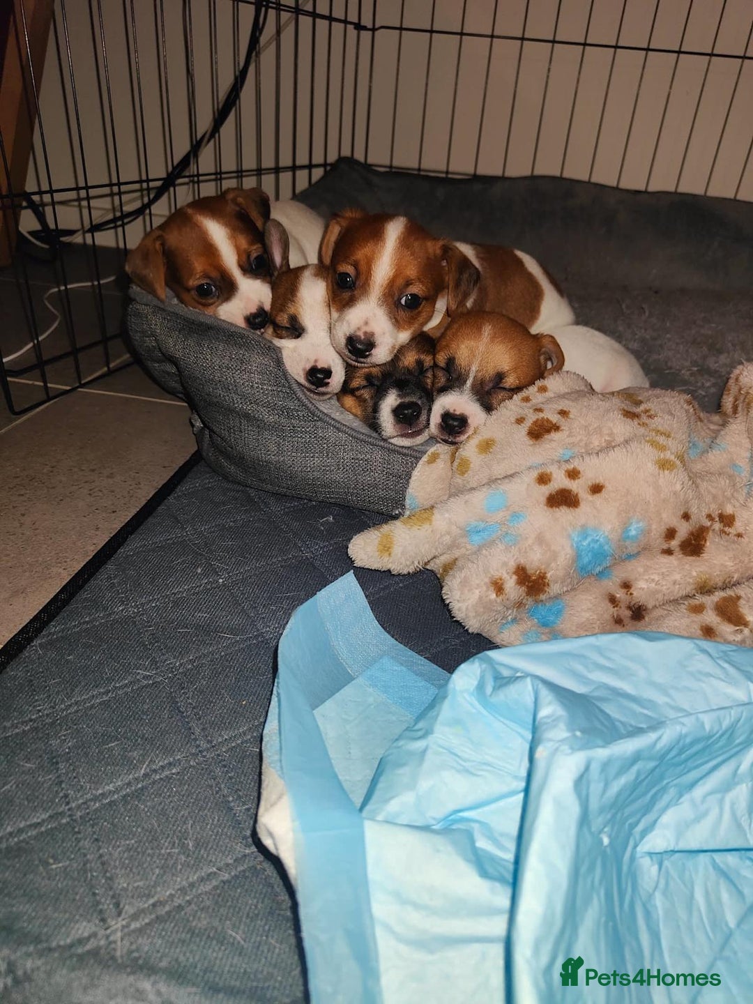 Jack Russell dogs for sale: Jack Russell pups- purebred - Image 2