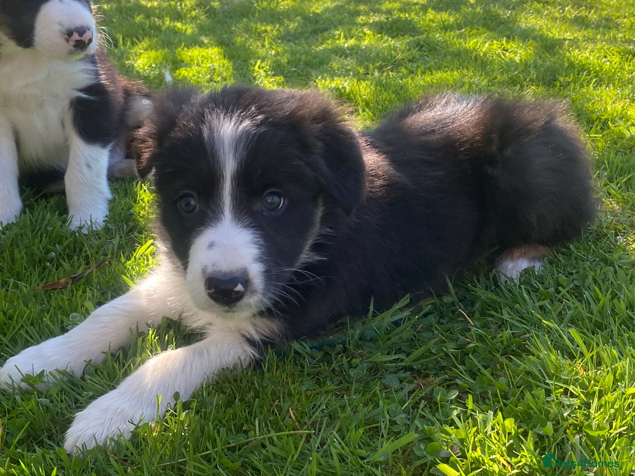 Border Collie dogs Border Collie Puppies Fully Health Tested Parents - Advert 2