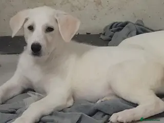 Mixed Breed dogs Golden shepherd - Advert 2