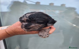 Sproodle dogs for sale: Sproodle Merle puppies  - Image 15