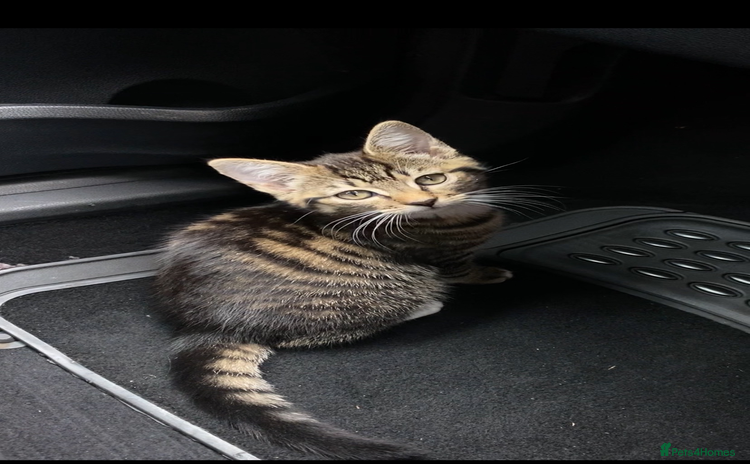 Domestic Shorthair cats - Advert 1