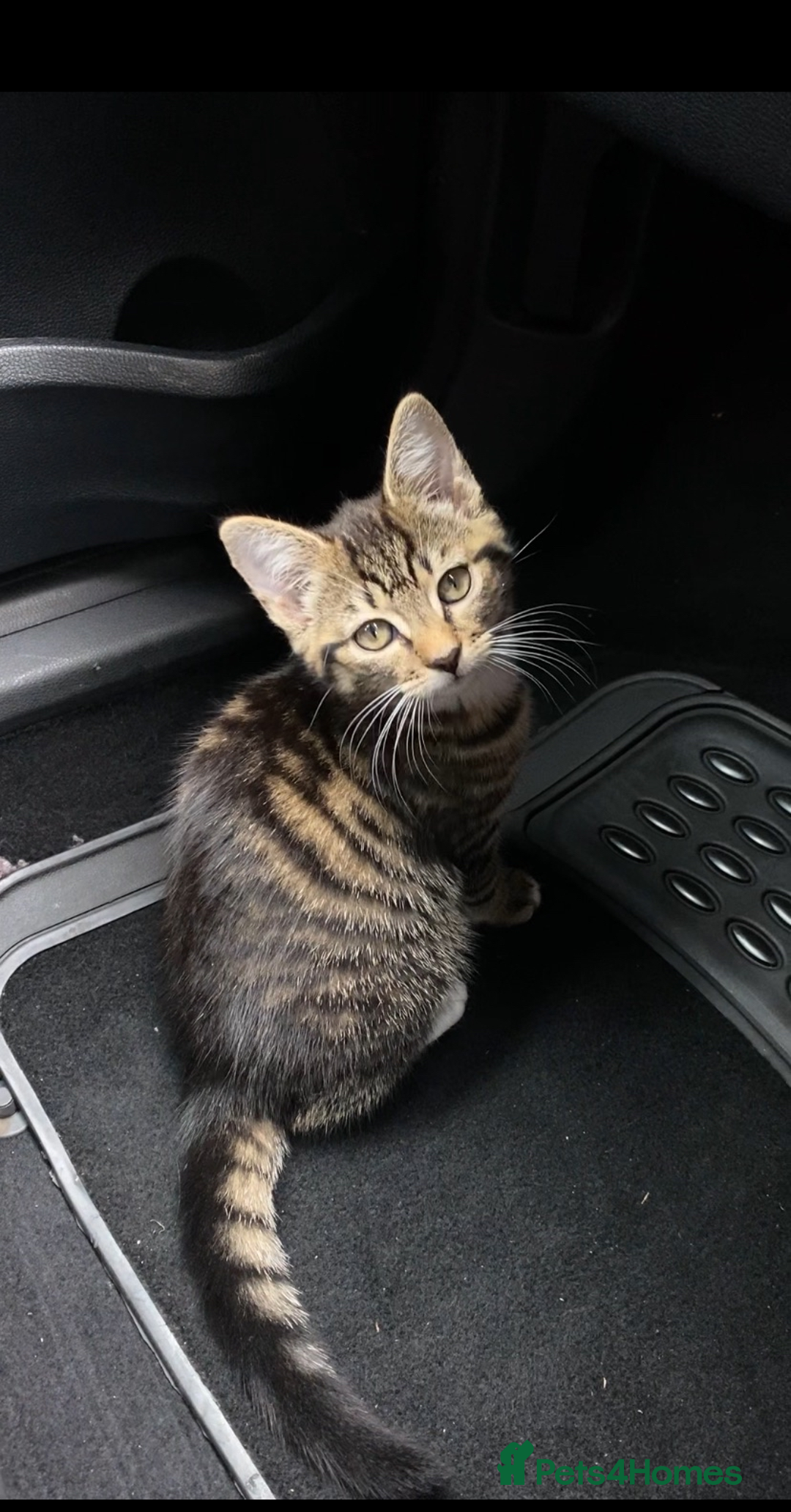 Domestic Shorthair cats for sale: Sweetest Kitten - Image 1