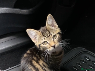 Domestic Shorthair cats - Advert 9