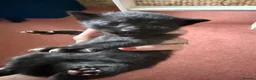 Mixed Breed cats for sale: 5 happy healthy short haired kittens from Lola  - Advert 4