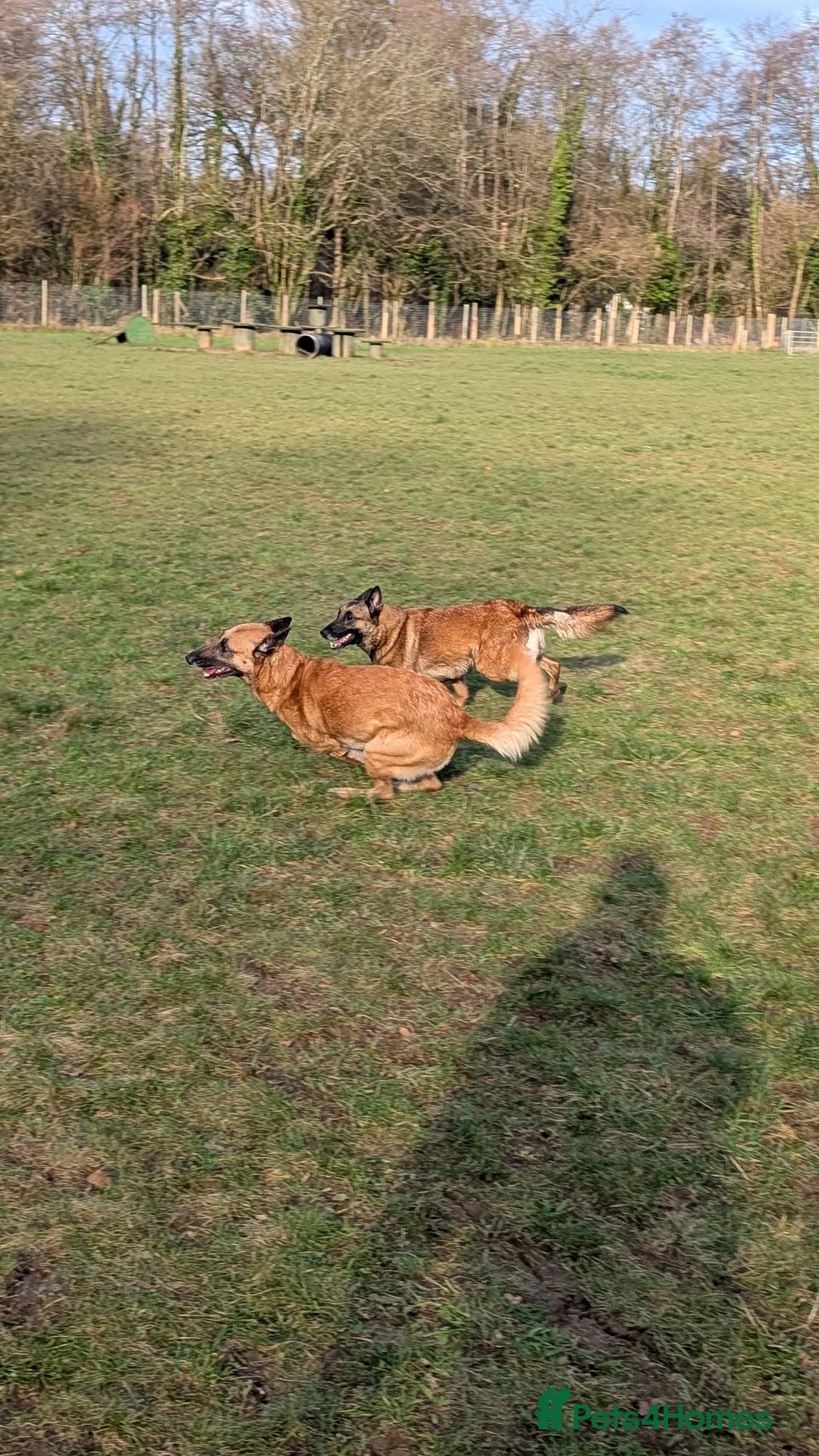 Belgian Shepherd Dog dogs for stud: Fully health tested, proven, KC reg Malinois stud in Treorchy - Advert 11