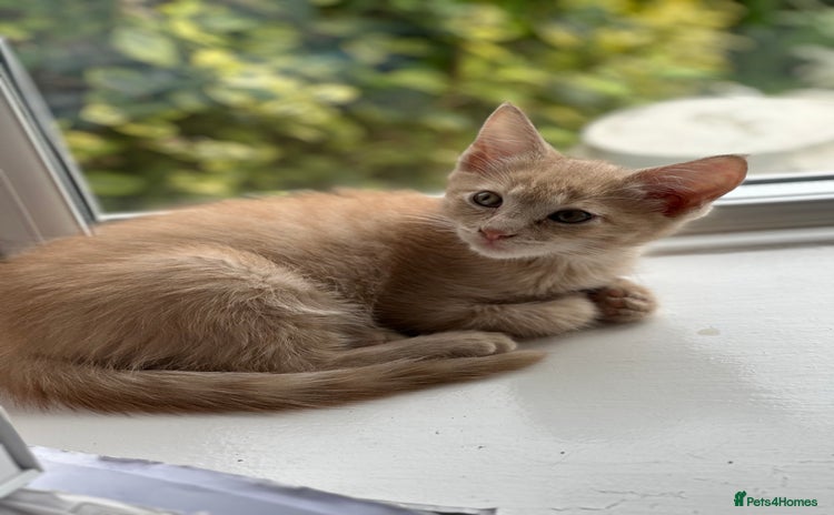 Mixed Breed cats - Advert 1