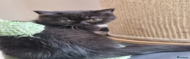 Male Black