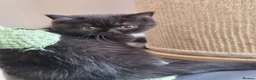 British Shorthair cats for sale: British Shorthair Healthy Vaccinated Microchipped  - Advert 22