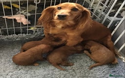 Cockapoo dogs for sale: 5* Miniature F1b Cockapoo Puppies - Advert 4