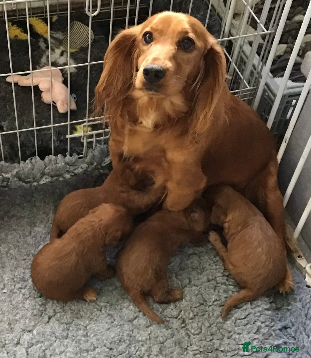 Cockapoo dogs for sale: 5* Miniature F1b Cockapoo Puppies - Advert 4