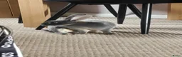 Rex rabbits for sale: Beautiful Mini Rex in Newcastle - Advert 3