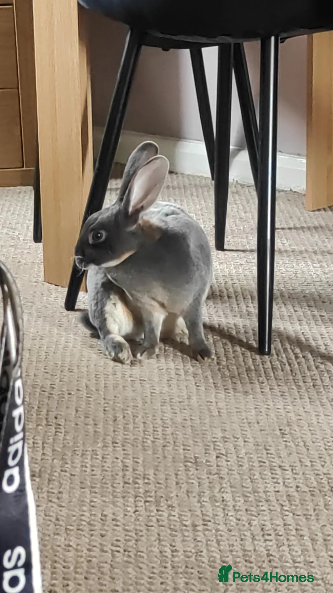 Rex rabbits for sale: Beautiful Mini Rex in Newcastle - Advert 3