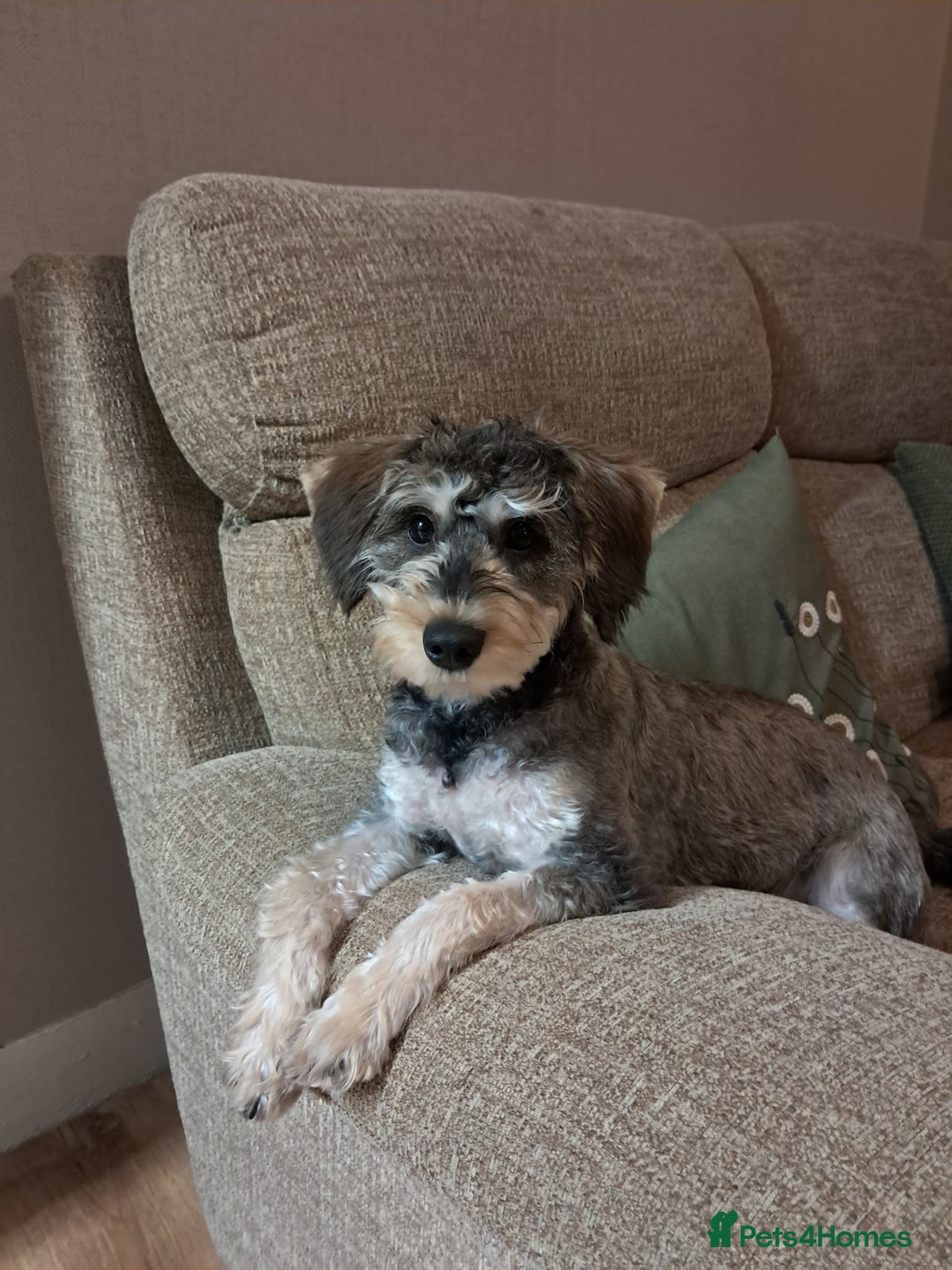 Mixed Breed dogs for sale: Schnoodle  - Advert 1