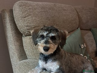 Mixed Breed dogs Schnoodle - Advert 2