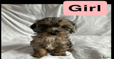 Cockapoo dogs - Advert 15