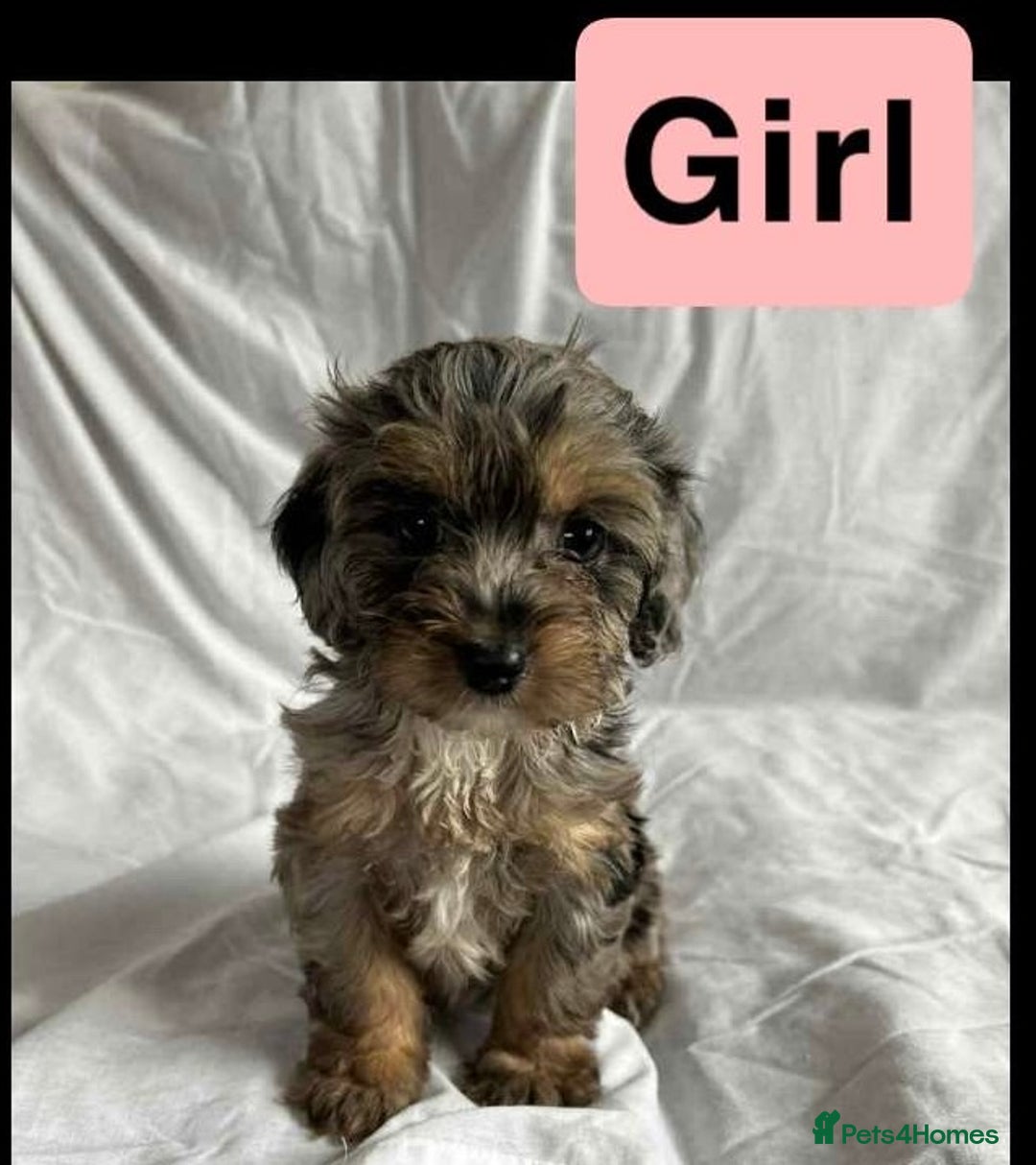 Cockapoo dogs for sale: F1 cockapoo puppies  - Image 2
