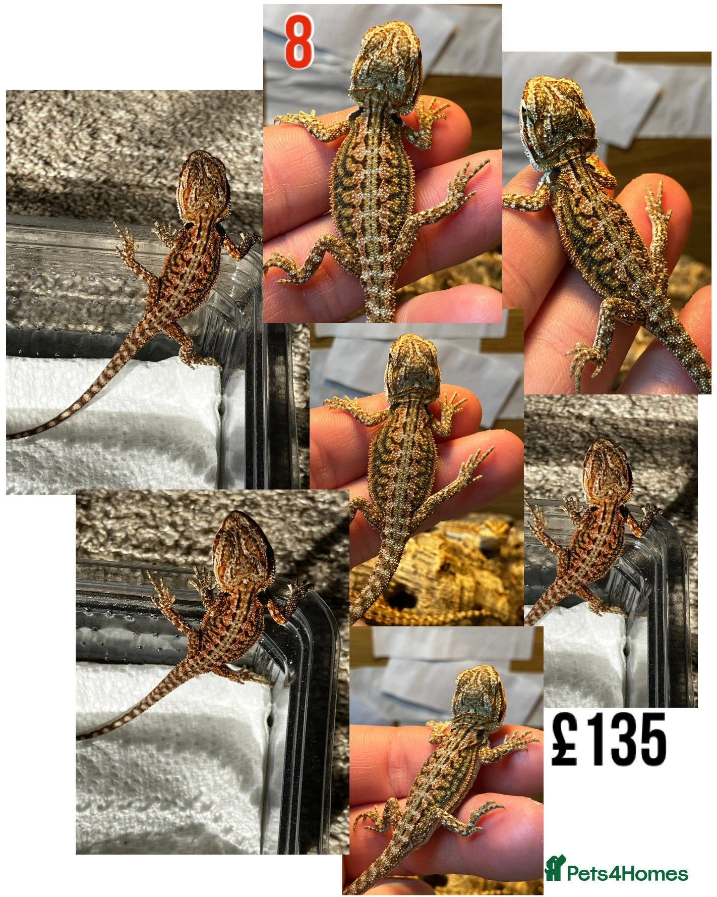 Bearded Dragon reptiles for sale: Baby Bearded Dragons For Sale! - Advert 15