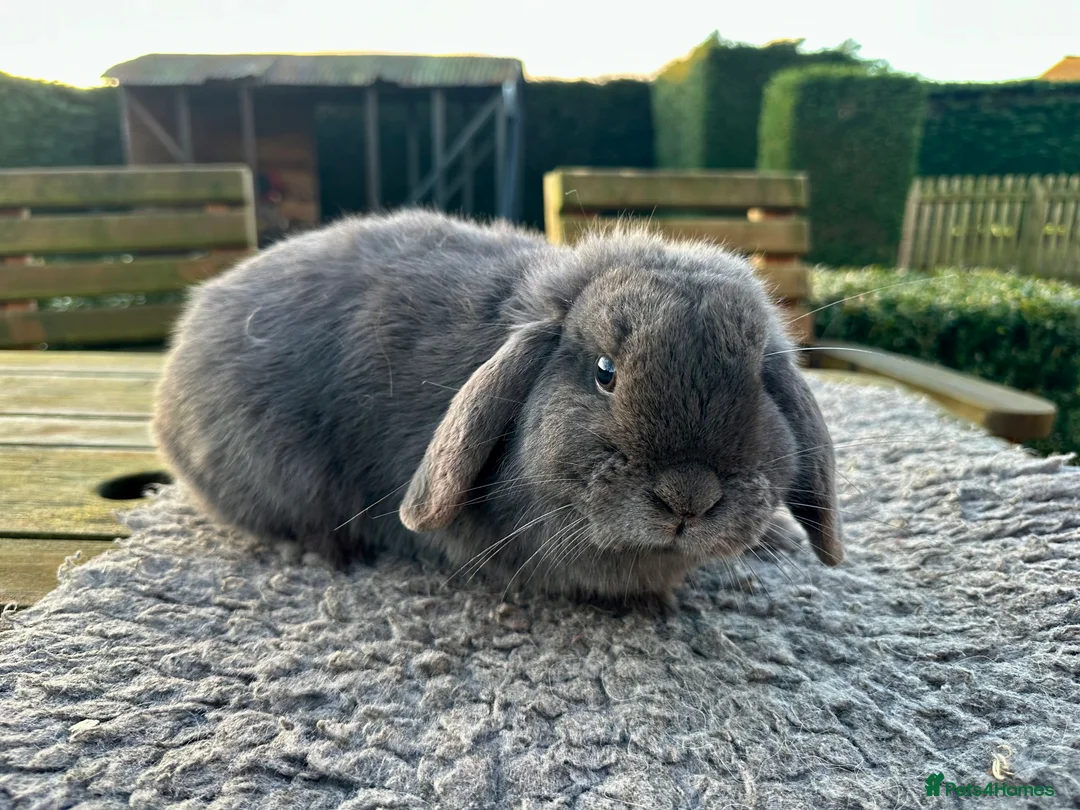 Mini Lop rabbits for sale: Grey mini lop girl ready to leave - Advert 5