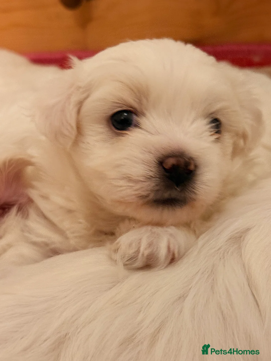 Maltese dogs for sale: Exceptional Purebred Maltese Puppies - Advert 4