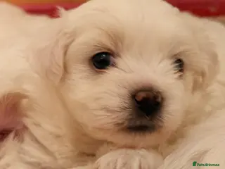 Maltese dogs Exceptional Purebred Maltese Puppies - Advert 11
