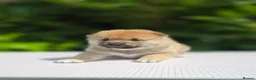 Japanese Shiba Inu dogs for sale: Japanese Shiba Inu Boy  - Advert 2