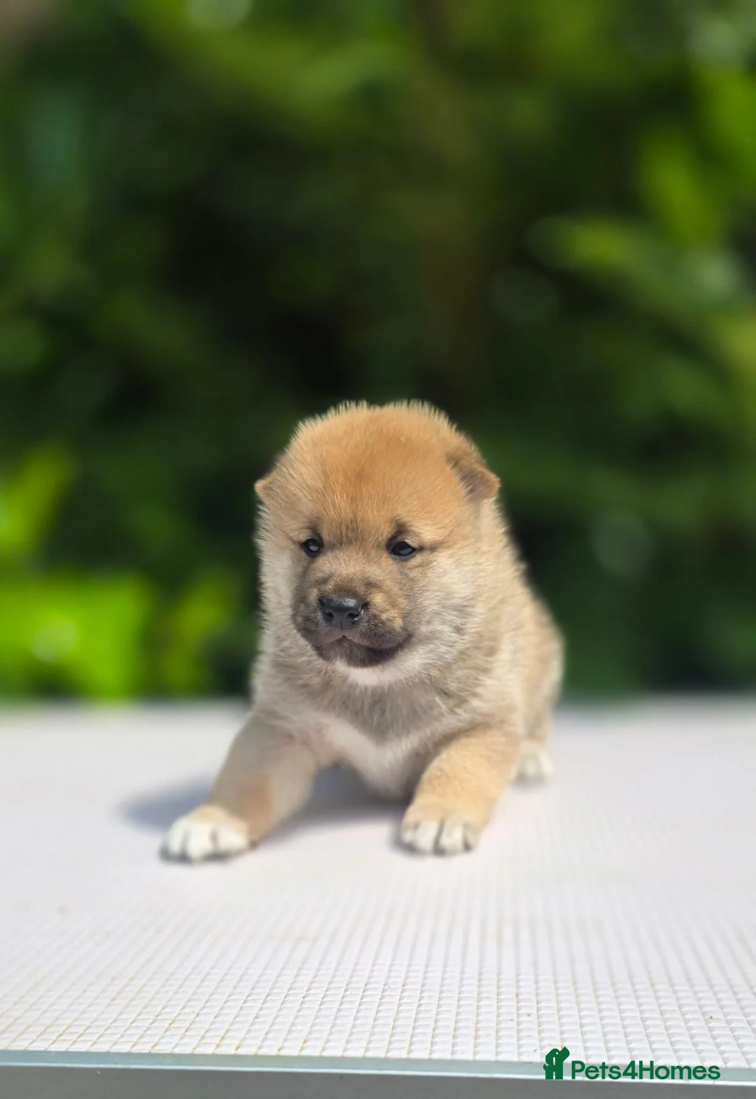 Japanese Shiba Inu dogs for sale: Japanese Shiba Inu Boy  - Advert 2