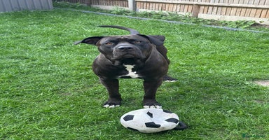 Mixed Breed dogs - Advert 7
