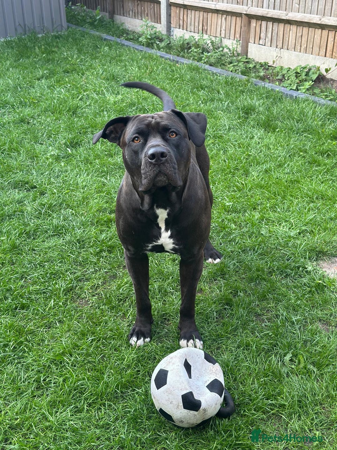 Mixed Breed dogs for stud: Cane Corso x Presa Canario for Stud - Image 3