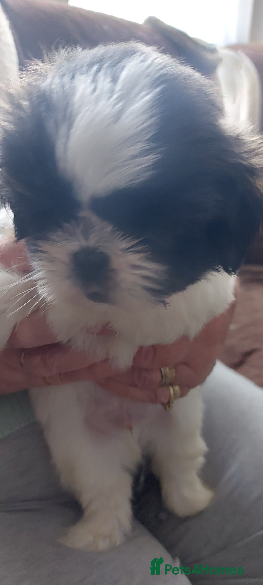 Shih Tzu dogs for sale: Shitz shu  - Image 3