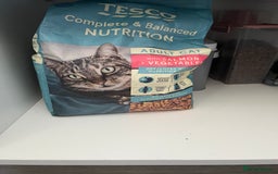 Mixed Breed cats for sale: 2 sister cats for sale - Image 10