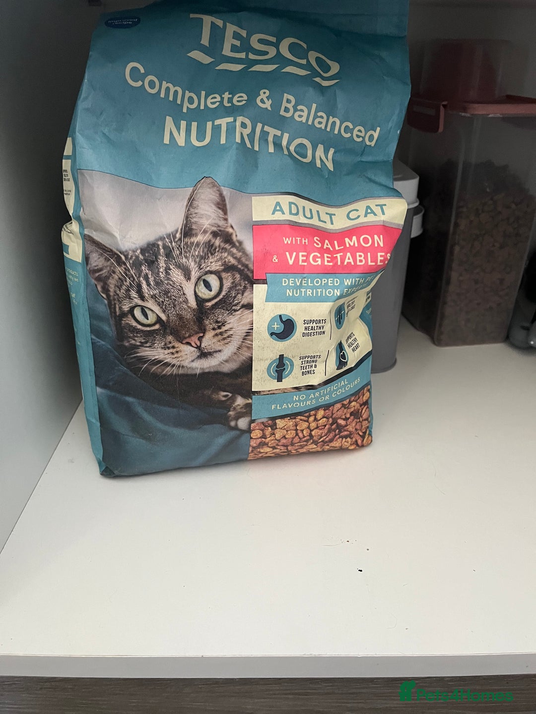Mixed Breed cats for sale: 2 sister cats for sale - Image 10