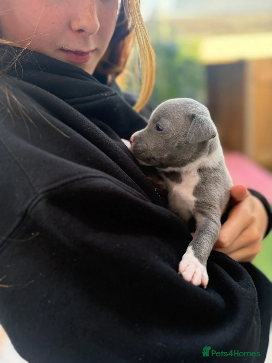 Staffordshire Bull Terrier dogs for sale: LAST ONE ** BLUE STAFFORDSHIRE BULL TERRIERS  - Advert 1