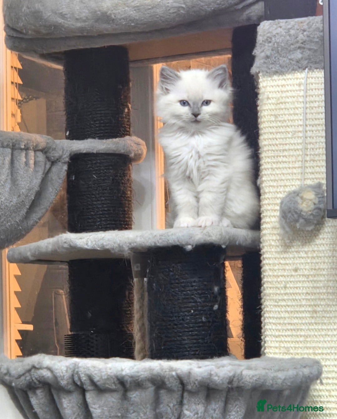 Ragdoll cats for stud: GCCF Lilac Point Ragdoll Stud Proven - Advert 13